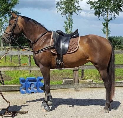 paard te koop sporthorse.